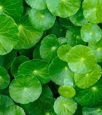 Brahmi Leaves TBC